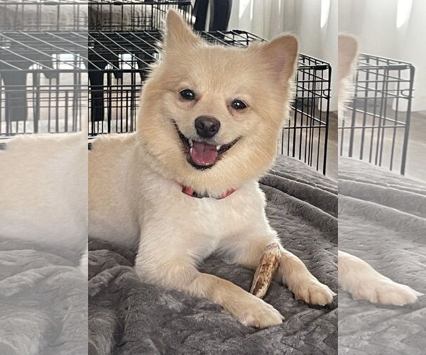 Medium Photo #2 Pomeranian Puppy For Sale in Doylestown, PA, USA