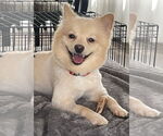 Small #1 Pomeranian