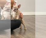 Small Photo #5 French Bulldog Puppy For Sale in DOWNEY, CA, USA