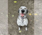 Small #3 Coonhound Mix