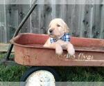Small Photo #1 Goldendoodle Puppy For Sale in CEDAR HILL, TX, USA