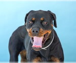 Small Rottweiler