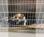 Small Photo #10 Beagle-Chihuahua Mix Puppy For Sale in New York, NY, USA