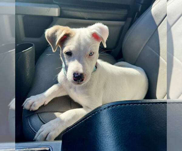 Medium Photo #7 Aussiedor Puppy For Sale in San Juan Capistrano, CA, USA