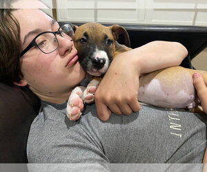 Han Solo - Male Black Mouth Cur-Boxer Mix Dog for Adoption - Photo #3
