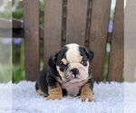 Small Photo #1 Bulldog Puppy For Sale in CHICAGO, IL, USA