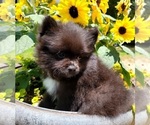 Small #4 Pomeranian