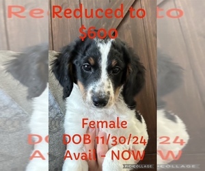 Bernedoodle (Miniature) Puppy for sale in YORKTOWN, IN, USA