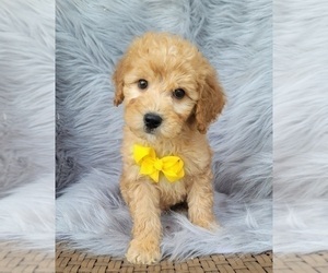 Goldendoodle (Miniature) Puppy for sale in INDIANAPOLIS, IN, USA