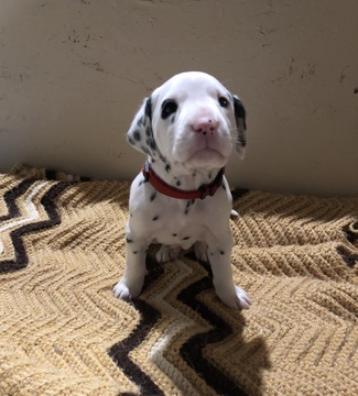 Medium Photo #12 Dalmatian Puppy For Sale in LINCOLN, NE, USA