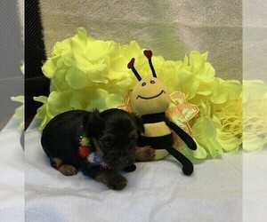 Yorkshire Terrier Puppy for sale in TALALA, OK, USA