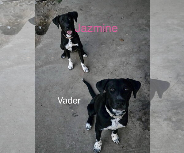 Medium Photo #7 Labrador Retriever-Unknown Mix Puppy For Sale in Wakefield, RI, USA