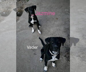 Vader Dot *LOCAL* - Male Labrador Retriever-Unknown Mix Dog for Adoption - Photo #7