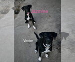 Small Photo #7 Labrador Retriever-Unknown Mix Puppy For Sale in Wakefield, RI, USA