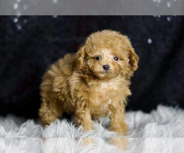 Medium Photo #5 Poodle (Miniature) Puppy For Sale in WARSAW, IN, USA