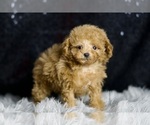 Small Photo #38 Poodle (Miniature) Puppy For Sale in WARSAW, IN, USA