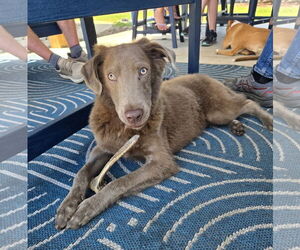 Australian Shepherd-Weimaraner Mix Dogs for adoption in Virginia Beach, VA, USA