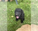 Small Photo #23 Goldendoodle Puppy For Sale in EATON RAPIDS, MI, USA