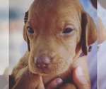 Small Photo #16 Vizsla Puppy For Sale in AGUA DULCE, CA, USA