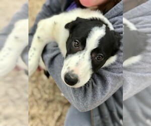 Border Collie Puppy for sale in STAFFORD SPRINGS, CT, USA