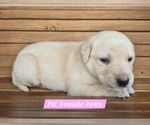Small Photo #39 Labrador Retriever Puppy For Sale in EDGEWOOD, TX, USA