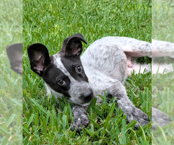 Medium Photo #3 Rat Terrier-Unknown Mix Puppy For Sale in Oakhurst, NJ, USA