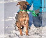Small #6 German Shepherd Dog-Vizsla Mix