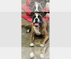 Boxer Dogs for adoption in Austin, TX, USA