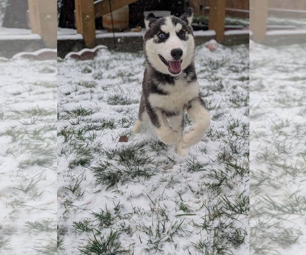 Medium Photo #10 Siberian Husky-Unknown Mix Puppy For Sale in Holly Springs, NC, USA