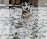 Small #9 Siberian Husky Mix