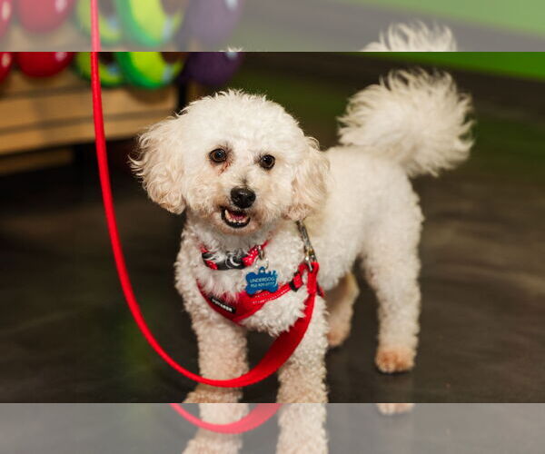 Medium Photo #4 Poodle (Miniature) Puppy For Sale in St. Louis Park, MN, USA