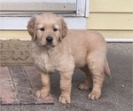 Small Photo #15 Golden Retriever Puppy For Sale in ELKHART, IN, USA