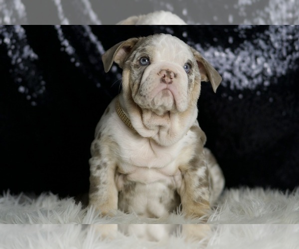 Medium Photo #1 English Bulldog Puppy For Sale in WARSAW, IN, USA