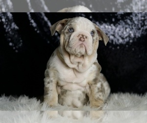 English Bulldog Litter for sale in WARSAW, IN, USA