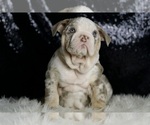 Small English Bulldog