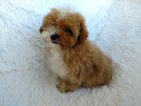 Small Photo #3 Bichon Frise Puppy For Sale in DOUGLAS, GA, USA
