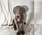 Small #2 Labrador Retriever
