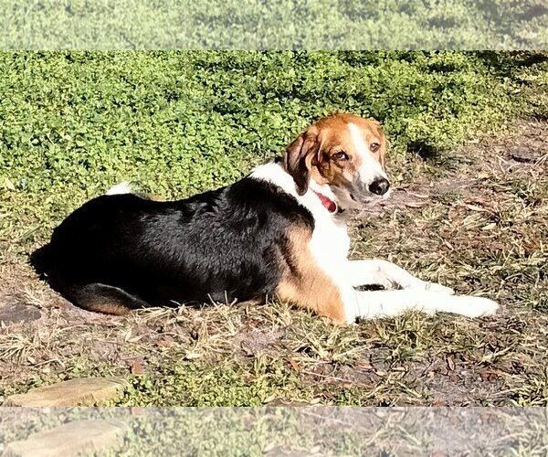 Medium Photo #8 Beagle-Border Collie Mix Puppy For Sale in Valrico, FL, USA