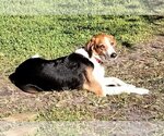 Small Photo #8 Beagle-Border Collie Mix Puppy For Sale in Valrico, FL, USA