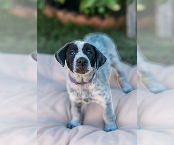 Medium Photo #3 Labrador Retriever-Unknown Mix Puppy For Sale in Dana Point, CA, USA