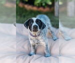 Small #2 Labrador Retriever Mix