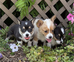 Small #6 Pembroke Welsh Corgi