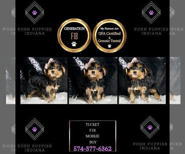 Medium Photo #30 Morkie Puppy For Sale in WARSAW, IN, USA