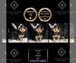 Small Photo #30 Morkie Puppy For Sale in WARSAW, IN, USA