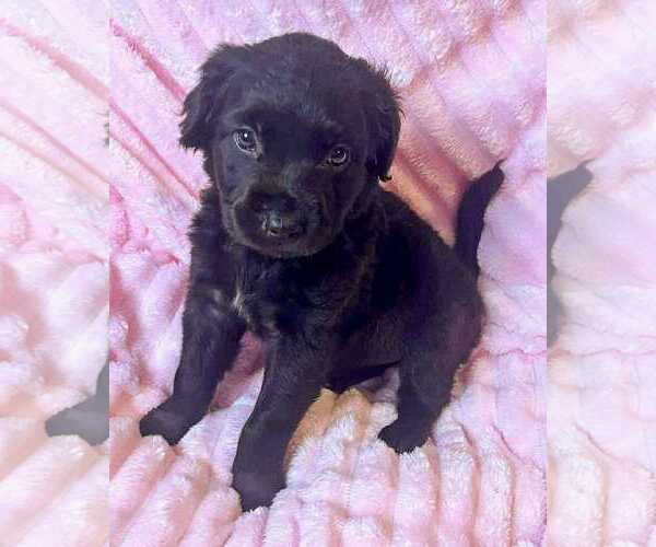 Medium Photo #1 Labrador Retriever-Unknown Mix Puppy For Sale in Corona, CA, USA