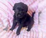 Small Labrador Retriever Mix