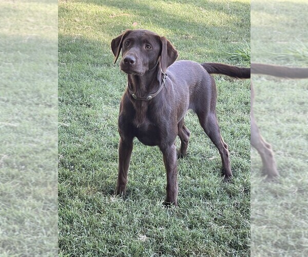 Medium Photo #3 Labrador Retriever Puppy For Sale in BROWNS VALLEY, CA, USA
