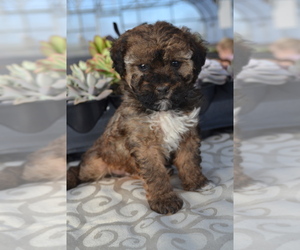 Medium Poodle (Miniature)