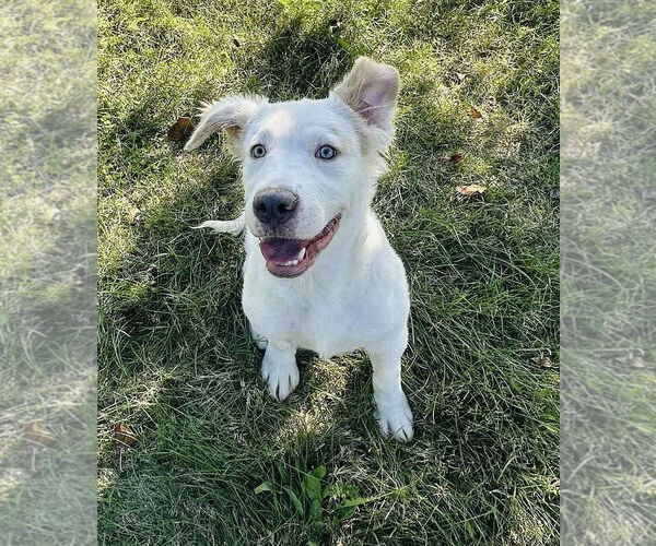 Medium Photo #1 Great Pyrenees-Unknown Mix Puppy For Sale in Germantown, OH, USA