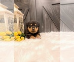 Small Photo #6 Rottweiler Puppy For Sale in SHREVE, OH, USA